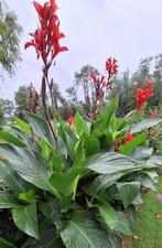 Canna indica bloemriet knollen rood vaste plant, Tuin en Terras, Planten | Tuinplanten, Overige soorten, Volle zon, Vaste plant