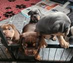 Old English Bulldog Pups, Parvo, 8 tot 15 weken, Bulldog, Meerdere