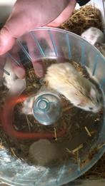 Jongen hamsters te koop, Dieren en Toebehoren, Knaagdieren en Konijnen | Hokken en Kooien, Overige typen, Ophalen of Verzenden