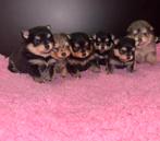 Pomeriaan pups, Overige rassen, 8 tot 15 weken, Meerdere, Meerdere dieren