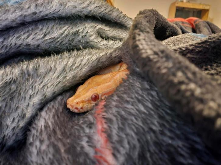 Python bivittatus 75% dwarf