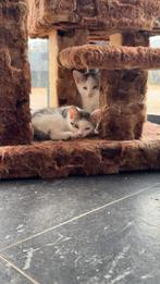 2 hele lieve broertjes, mogen over 2 weken weg!, Dieren en Toebehoren, Kater