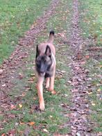 Energieke lieve kruising herder zoekt liefdevol huis, Dieren en Toebehoren, Honden | Herdershonden en Veedrijvers, Rabiës (hondsdolheid)