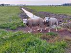 Dekrammen, Dieren en Toebehoren, Schapen, Geiten en Varkens, Meerdere dieren, Schaap