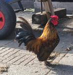 Prachtige jonge kriel Serama haan, Dieren en Toebehoren, Pluimvee, Mannelijk, Kip