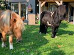 Weiland te huur gezocht, 2 of 3 paarden of pony's, Weidegang