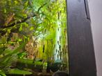 Guppy's, Dieren en Toebehoren, Vissen | Aquariumvissen, Vis, Zoetwatervis