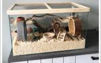 Glazen terrarium gerbilarium of hamster hok. 70x40x40, Gebruikt, Hok, Ophalen, Minder dan 60 cm