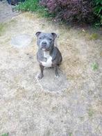 Lieve engelse stafford reu 3 jaar met stamboom, Dieren en Toebehoren, Honden | Jack Russells en Terriërs, Rabiës (hondsdolheid)