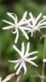 Zaden Nachtsilene , Silene nutans, Ophalen of Verzenden, Volle zon, Zaad