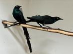 Langstaart glansspreeuw - lamprotornis caudatus, Meerdere dieren, Geringd