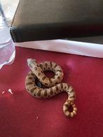 0.1 toffee conda 66% het sable, Dieren en Toebehoren, Reptielen en Amfibieën, Slang