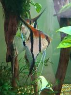 Pterophyllum Scalare Manacapuru Red Back 3cm, Dieren en Toebehoren, Vissen | Aquariumvissen, Vis