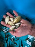 Hongaarse karpers schub leder volschub spiegel karper, Dieren en Toebehoren, Karper of Koi