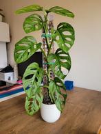 Monstera Adansonii Mint met mosstok, Ophalen, Overige soorten, Halfschaduw