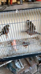 Kanaries harlekijn, Ophalen of Verzenden, Zo goed als nieuw, Hout