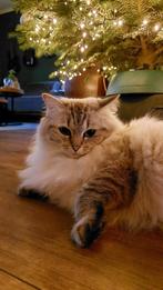 Prachtige Ragdoll poes van 2,5 jaar, Poes, Gechipt, 0 tot 2 jaar