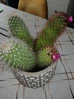 Moet snel weg, Cactus, Minder dan 100 cm, Ophalen of Verzenden