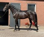 Aparte 3jr hengst v.San Amour I uit een hele aparte moeder., Dieren en Toebehoren, Paarden, Gechipt, Dressuurpaard, Hengst, 3 tot 6 jaar