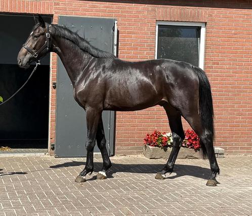 Aparte 3jr hengst v.San Amour I uit een hele aparte moeder., Dieren en Toebehoren, Paarden, Hengst, Onbeleerd, 165 tot 170 cm