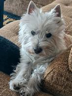 DEKREU WESTIE, 6 jaar of ouder, Eén hond, Nederland, Particulier