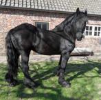 Friese Hengst, Dieren en Toebehoren, Paarden, Gechipt, 11 jaar of ouder, Zadelmak, Hengst