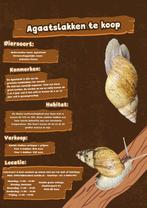 Agaatslakken, Dieren en Toebehoren, Reptielen en Amfibieën, Slang, 0 tot 2 jaar