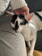 Schattige kittens, Dieren en Toebehoren, Katten en Kittens | Overige Katten