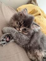 Britse korthaar nog 1 katertje over, Dieren en Toebehoren, Katten en Kittens | Raskatten | Korthaar, Meerdere dieren, Ontwormd