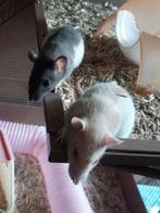 Rittens Ratjes , gezond❤️ en social direct beschikbaar, Dieren en Toebehoren, Knaagdieren, Rat, Juni, Meerdere dieren, Tam