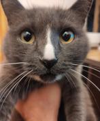 Poes vermist in Geldrop, bij Lidl, Dieren en Toebehoren, Vermiste en Gevonden Dieren