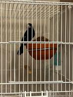 Twatwa brashong bewezen koppel broedrijp, Meerdere dieren, Tropenvogel, Geringd