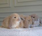 ❤️❤️ LIEVE MINI LOP BABY’S — MET ZORG EN PASSIE OPGEGROEID, Dieren en Toebehoren, Konijnen, Meerdere dieren, Dwerg, Hangoor, 0 tot 2 jaar