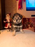 Pomsky x shiba pup, Rabiës (hondsdolheid), 8 tot 15 weken, Eén hond, Nederland