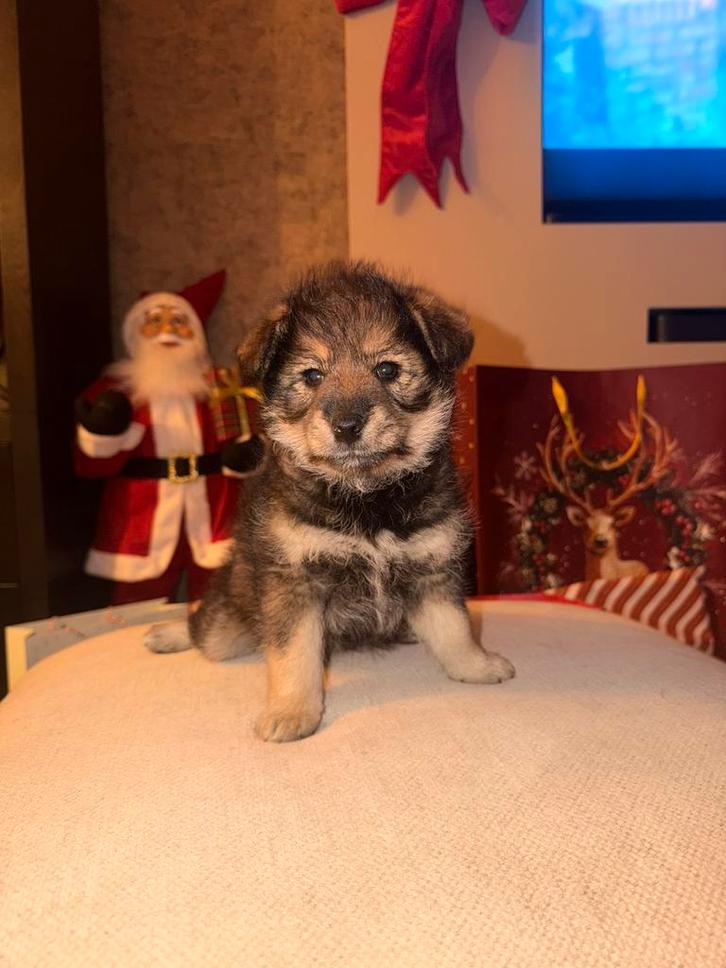 Pomsky x shiba pup, Dieren en Toebehoren, Honden | Chihuahua's en Gezelschapshonden, Reu, Overige rassen, Particulier, Eén hond