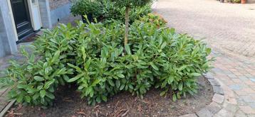 64x gezonde Prunus Novita struiken beschikbaar voor biedingen