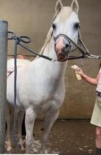 5 sterren huis gezocht voor deze kinderpony., Dieren en Toebehoren, Ruin, Niet van toepassing, B pony (1.17m tot 1.27m), 11 jaar of ouder