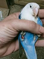 Prachtige brr agapornis fisheri opaline hemelsblauw, Meerdere dieren, Dwergpapegaai of Agapornis, Geringd
