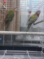 Rossela pop, Dieren en Toebehoren, Vogels | Parkieten en Papegaaien, Vrouwelijk, Parkiet
