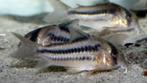 Corydora axelrodi, Dieren en Toebehoren, Vissen | Aquariumvissen, Vis, Zoetwatervis, Schoolvis