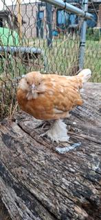 Ukkelse baardkriel, Dieren en Toebehoren, Pluimvee, Meerdere dieren, Kip