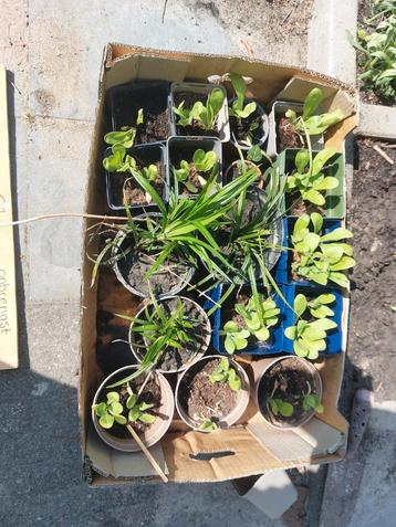 Plantjes te koop. 1 euro per stuk. Mercuriusstraat 32 beschikbaar voor biedingen