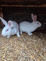 Mooie   witte konijnen per stuk, Dieren en Toebehoren, Konijnen, Meerdere dieren