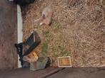 Jonge konijnen, Dieren en Toebehoren, Meerdere dieren, Groot