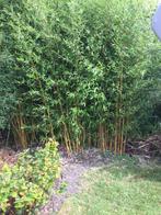 Bamboe, phyllostachys aureosulcata spectabilis, Tuin en Terras, Planten | Struiken en Hagen, Ophalen, Bamboe