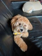 Kruising boomer dwergpoedel, Dieren en Toebehoren, Honden | Niet-rashonden, Rabiës (hondsdolheid), 15 weken tot 1 jaar, Reu, Eén hond