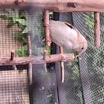 Putter, Dieren en Toebehoren, Geslacht onbekend, Wildzangvogel, Geringd