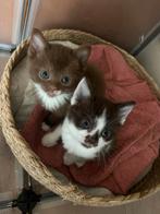 Britse korthaar x  dames, Dieren en Toebehoren, Katten en Kittens | Raskatten | Korthaar, Poes, Ingeënt