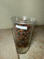 Anthurium silver blush rhizome, Ophalen of Verzenden, Halfschaduw, Minder dan 100 cm