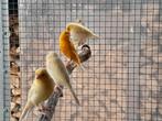 3 jonge kanaries te koop, Dieren en Toebehoren, Vogels | Kanaries, Meerdere dieren, Kleurkanarie